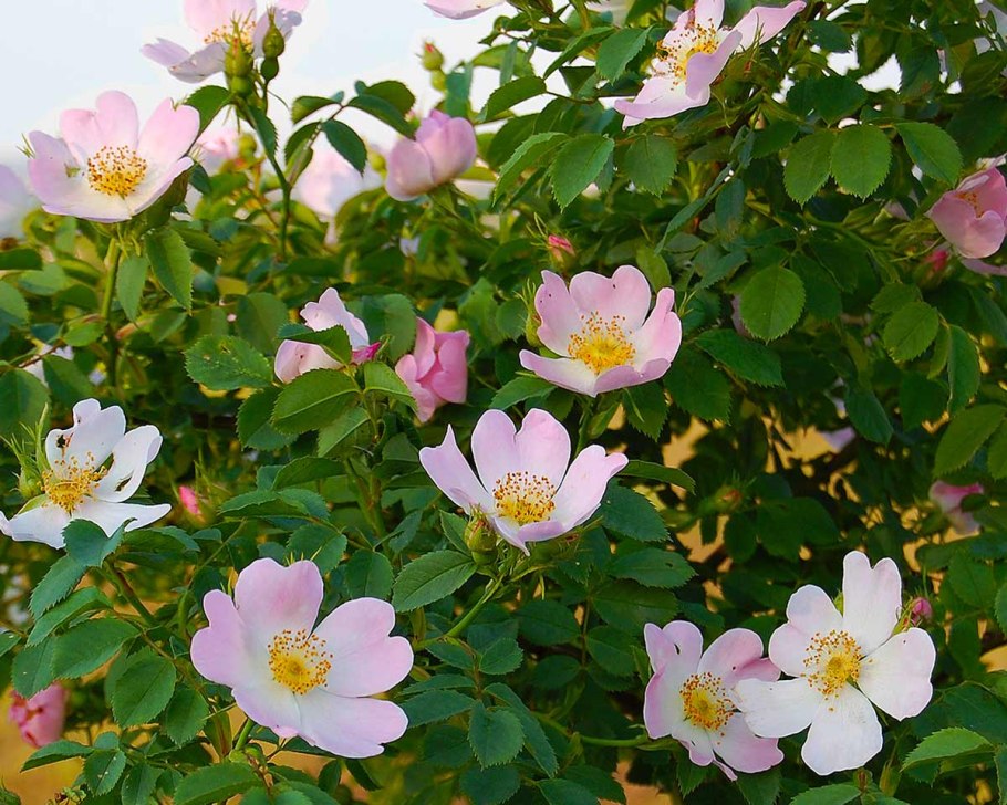 Роза ругоза