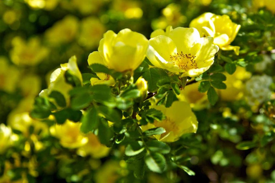 Шиповник Тубероза кустарник