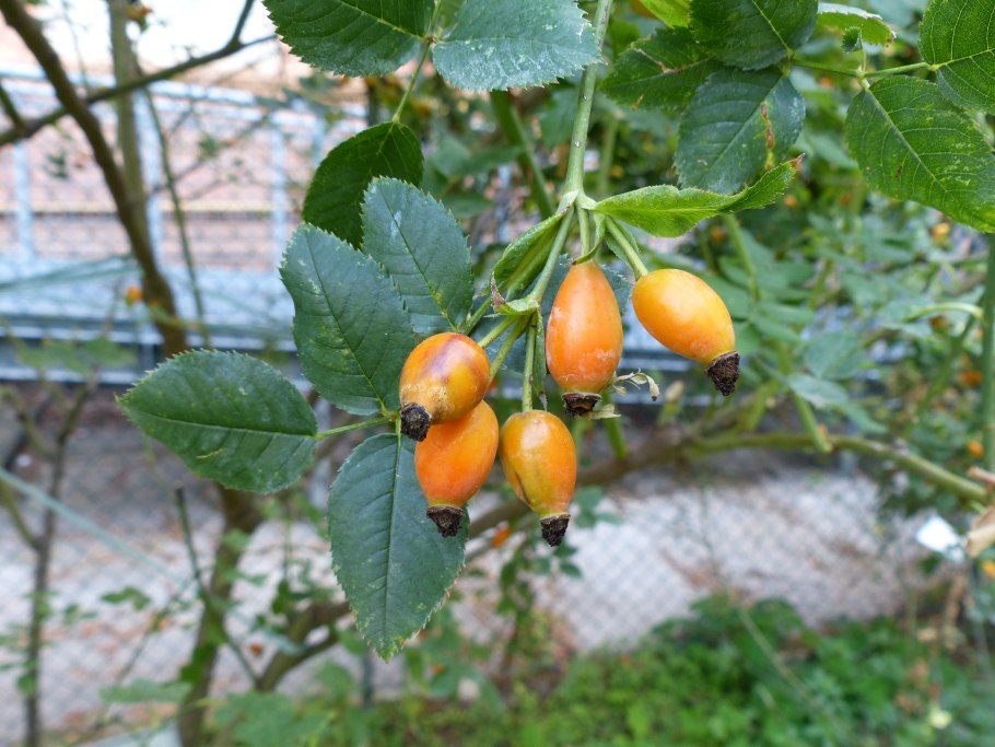 Шиповник Самаркандский