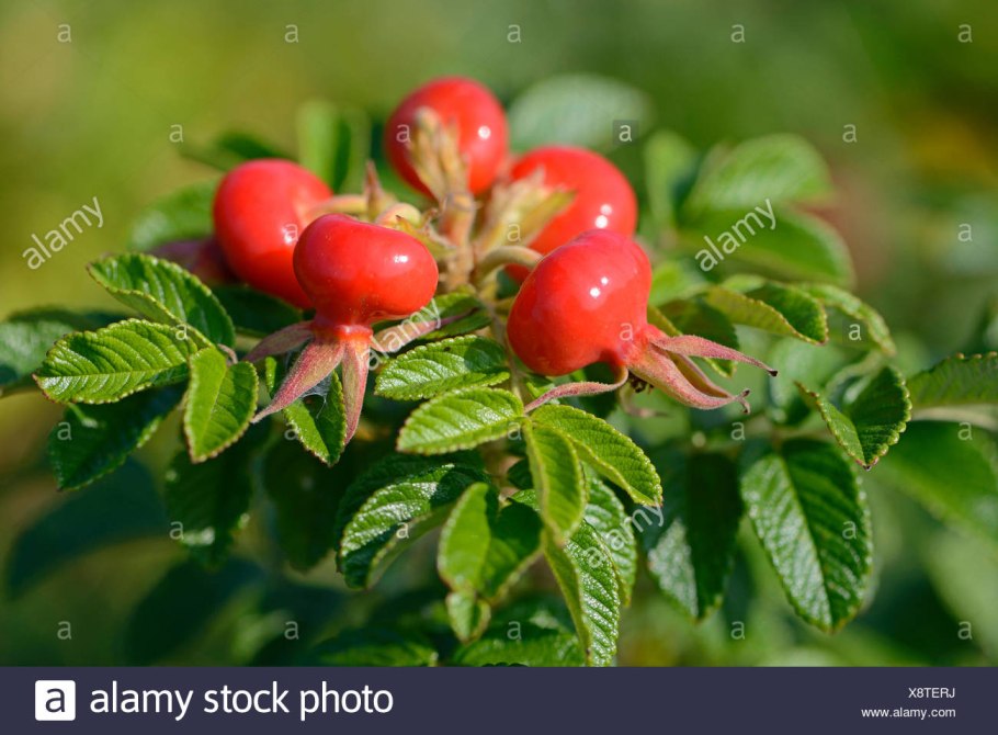 Шиповник Canina