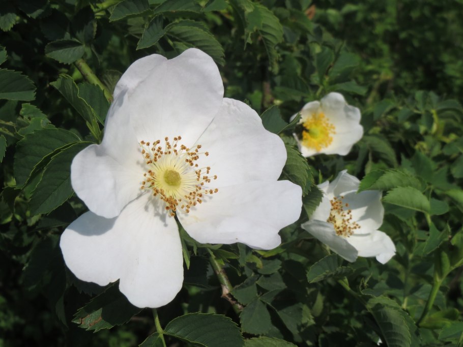 Шиповник белый лебедь
