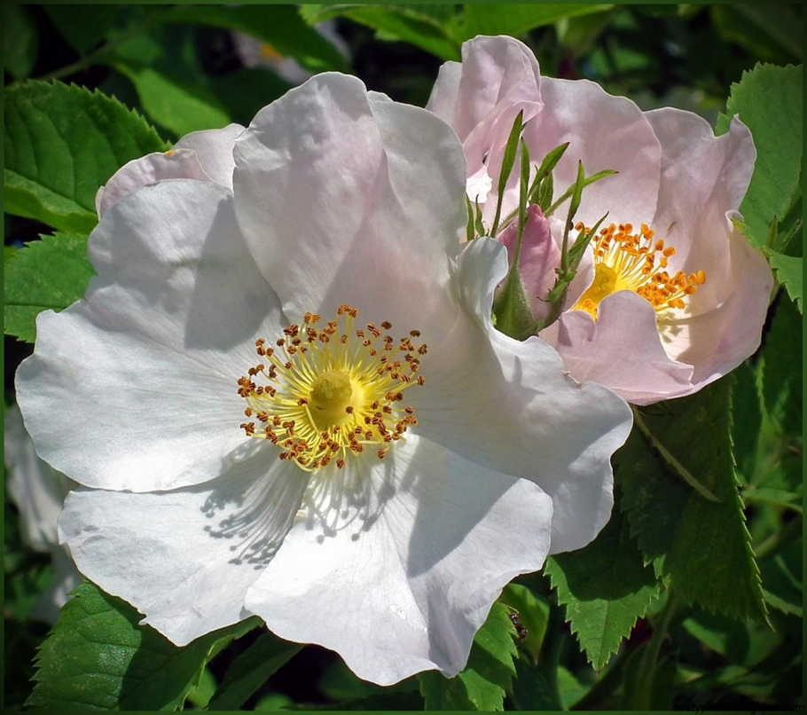 Шиповник Дикая роза