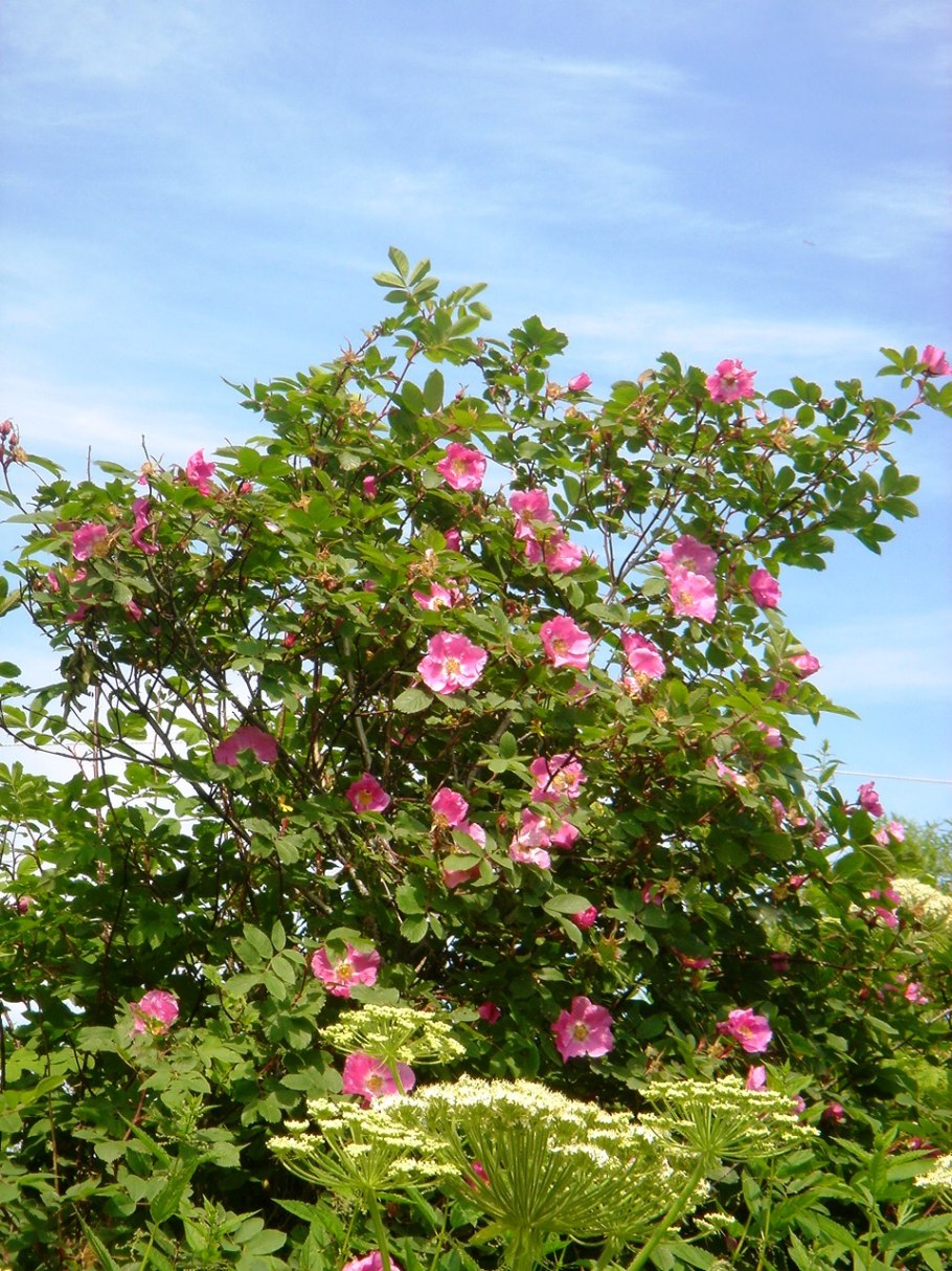 Шиповник Каролинский