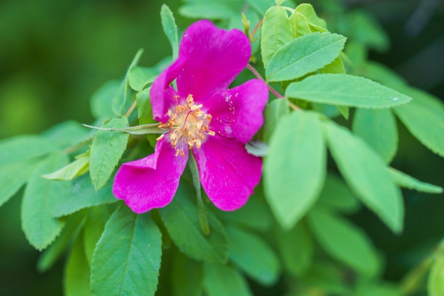 Желтый шиповник Капуцинская роза