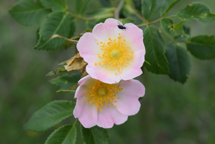 Шиповник флорибунда