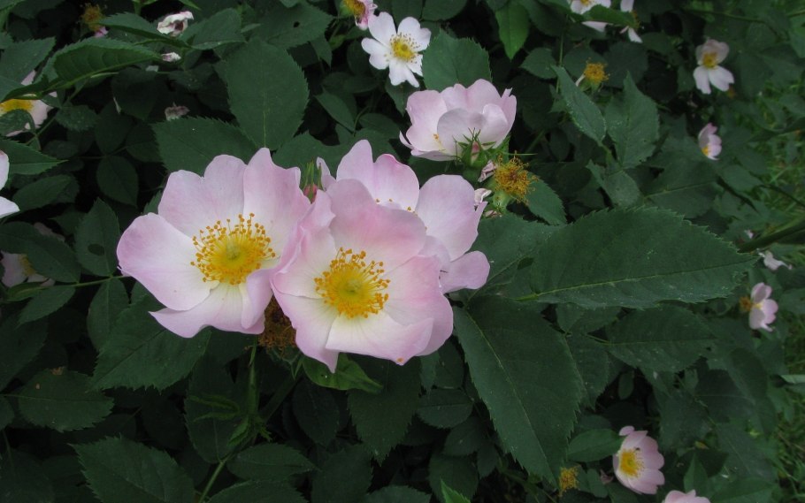 Шиповник розовидный