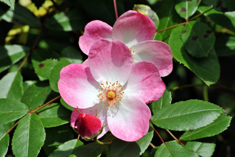 Роза колючейшая «йоханнусморсиан» (Rosa spinosissima ‘Juhannusmorsian’)