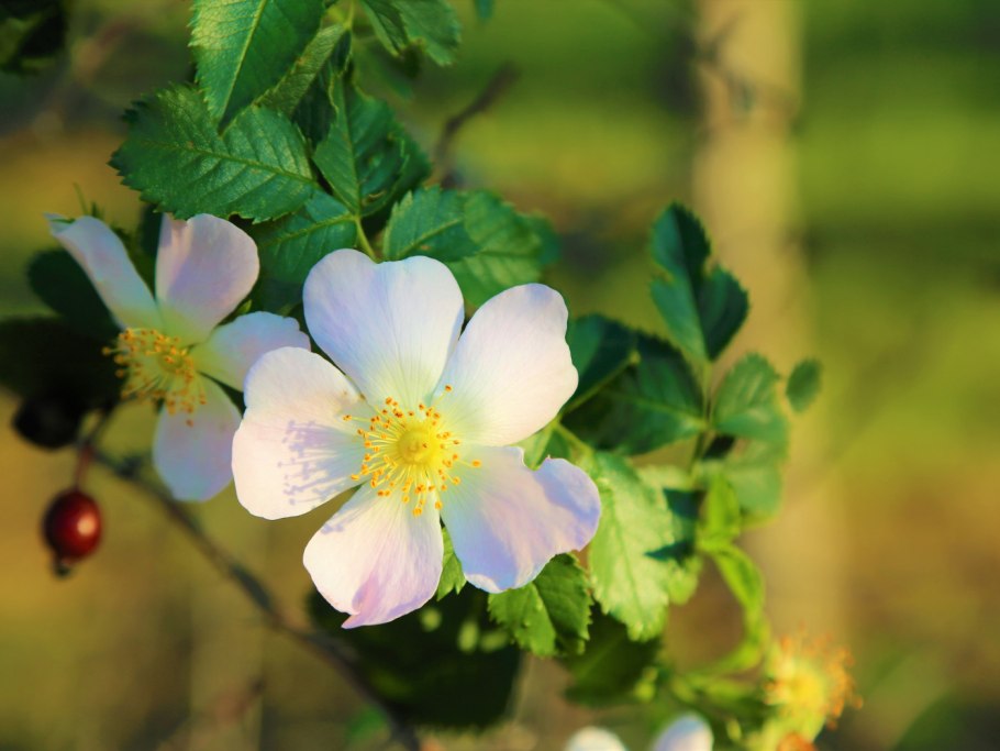 Шиповник войлочный Rosa tomentosa