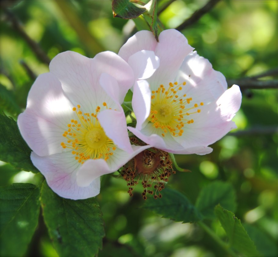 Китайский шиповник весной