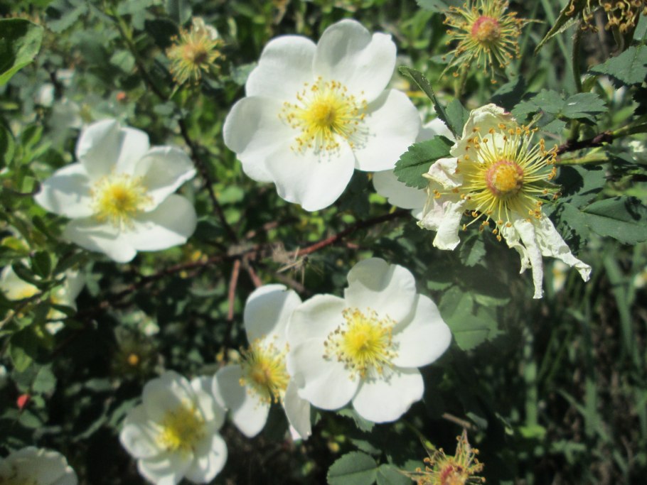 Дикая роза шиповник куст