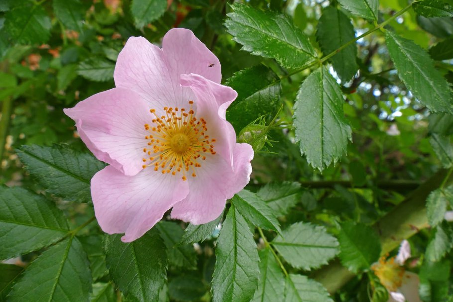 Роза многоцветковая Rosa multiflora