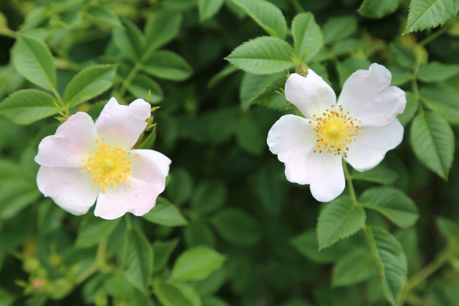 Роза ругоза канина