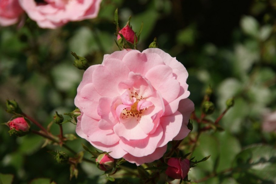 Шиповника Роберта