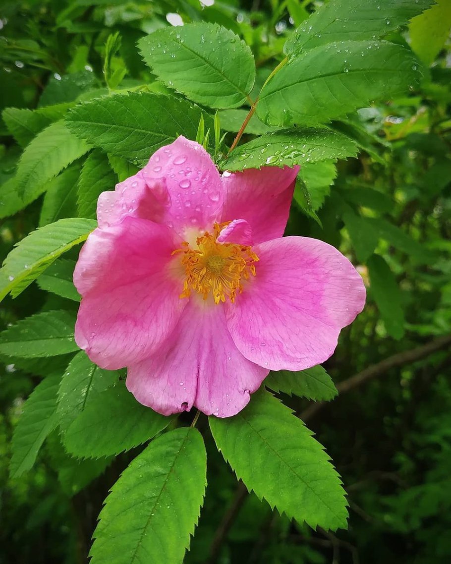 Шиповник собачий мезофит