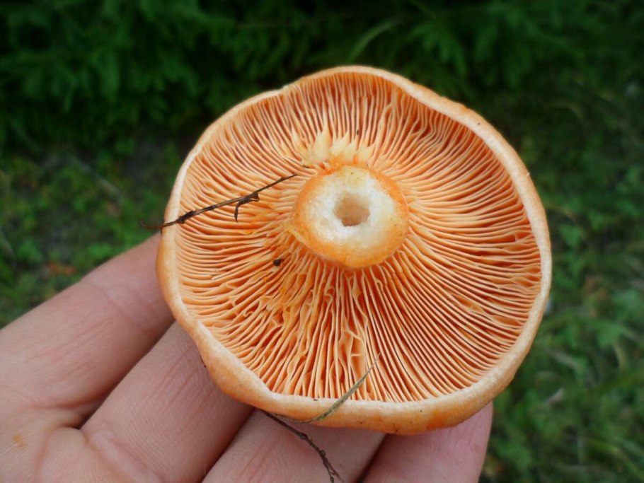 Рыжик еловый (Lactarius deterrimus)