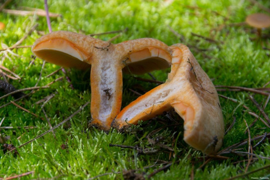 Рыжики пластинчатые грибы