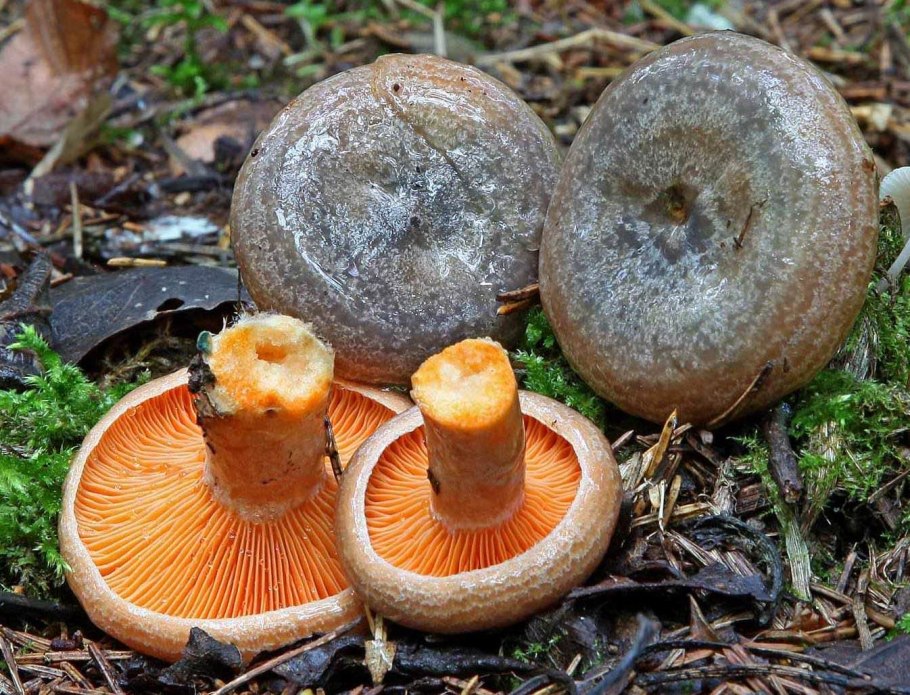 Рыжик Сосновый/Боровой (Lactarius deliciosus);