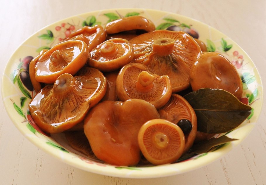 Рыжики грибы