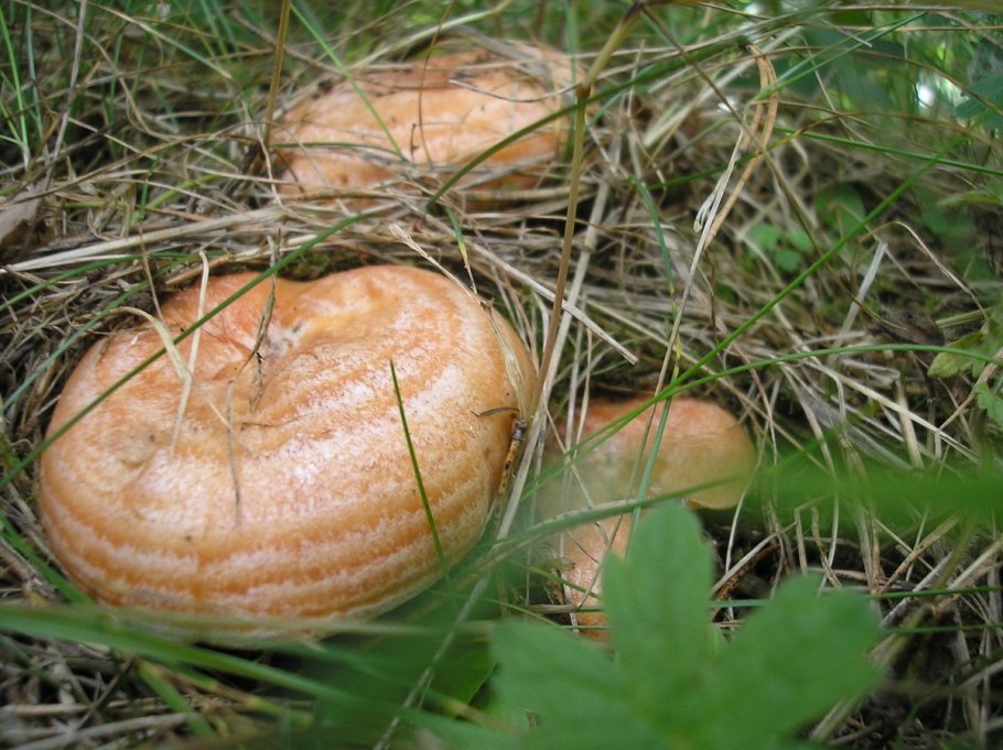 Рыжик Сосновый/Боровой (Lactarius deliciosus);