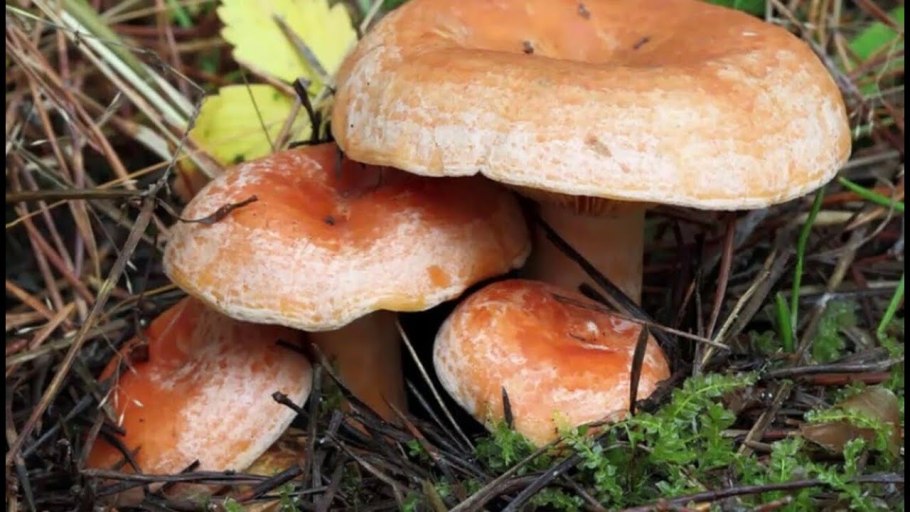 Рыжики грибы