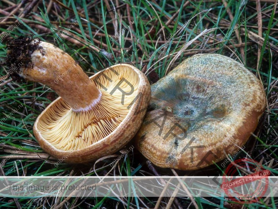 Рыжик Боровой