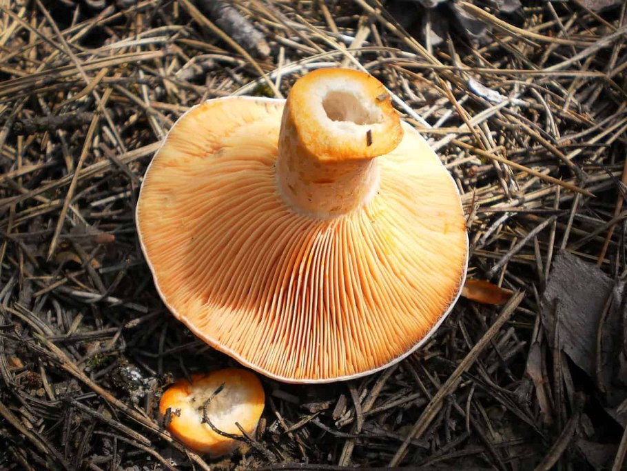 Рыжик Сосновый/Боровой (Lactarius deliciosus);