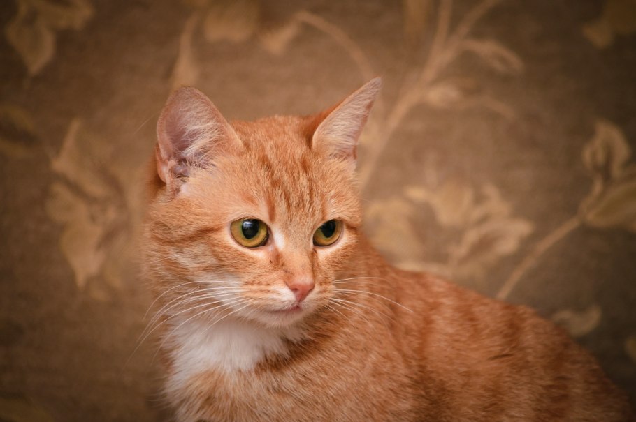 Рыжик настоящий Lactarius deliciosus