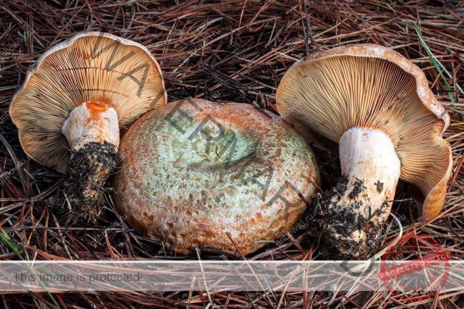 Млечник серо-розовый Lactarius helvus