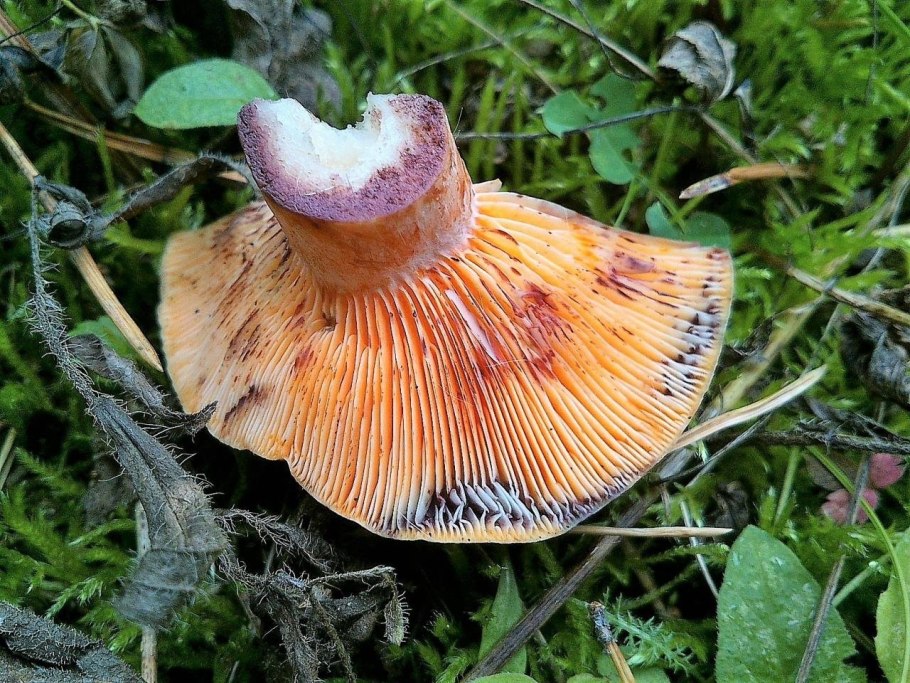 Рыжик еловый/еловик (Lactarius deterrimus);