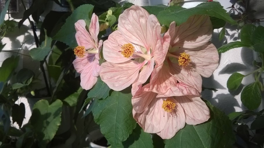 Абутилон GM-Кармелита