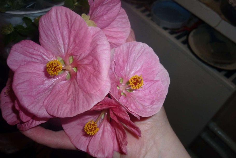 Абутилон Белла розовый