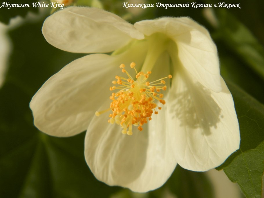 Abutilon crispum плоды
