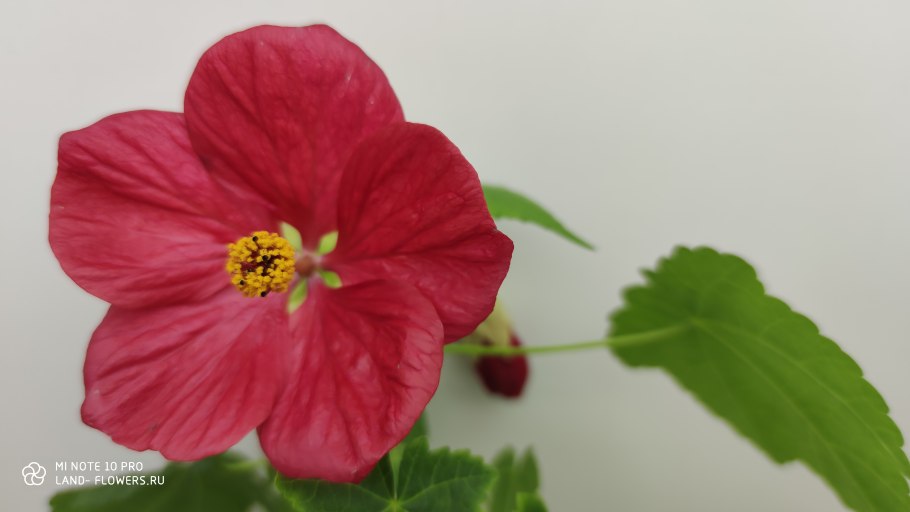 Абутилон органза