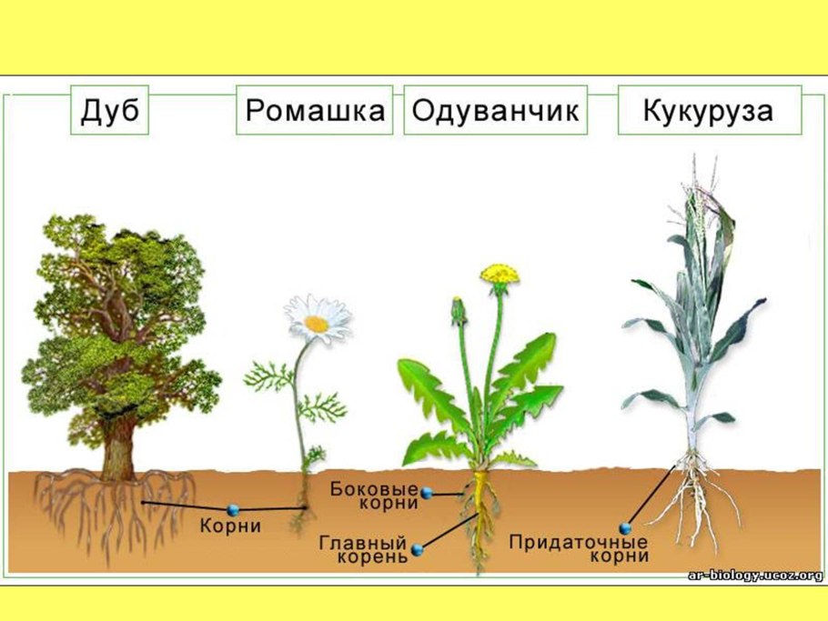 Корень покрытосеменных растений