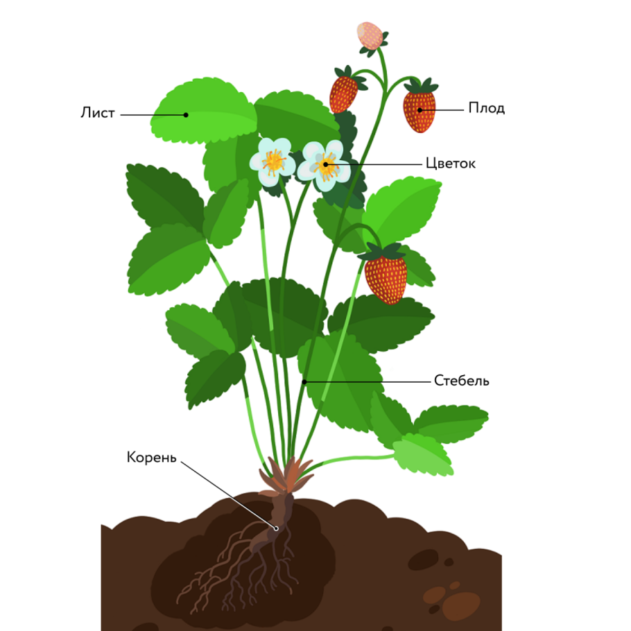Растения биология