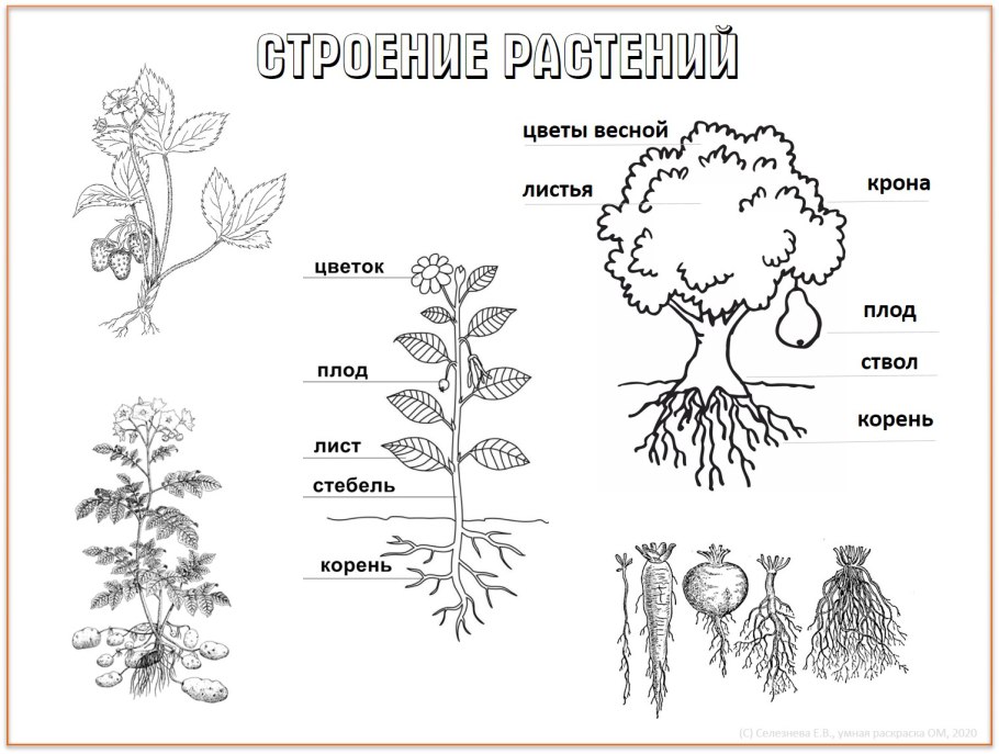 Строение растения