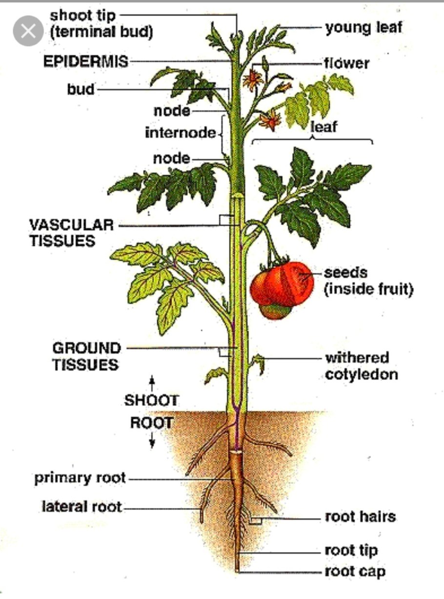 Строение томата