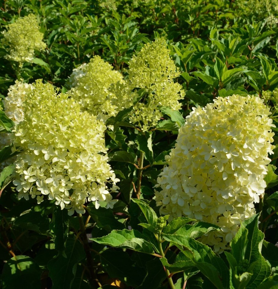 Гортензия метельчатая (Hydrangea paniculata `Hercules`)