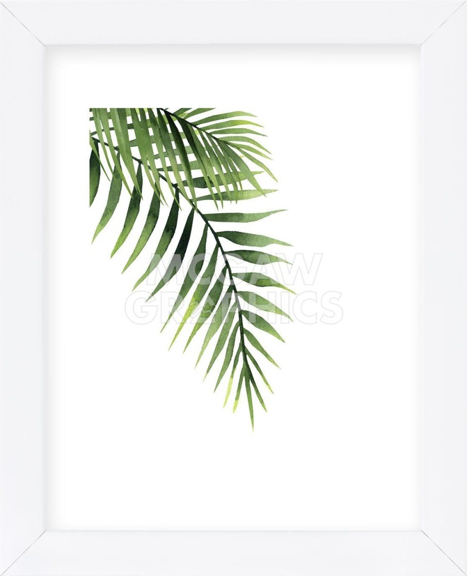 Монстера Эскулето