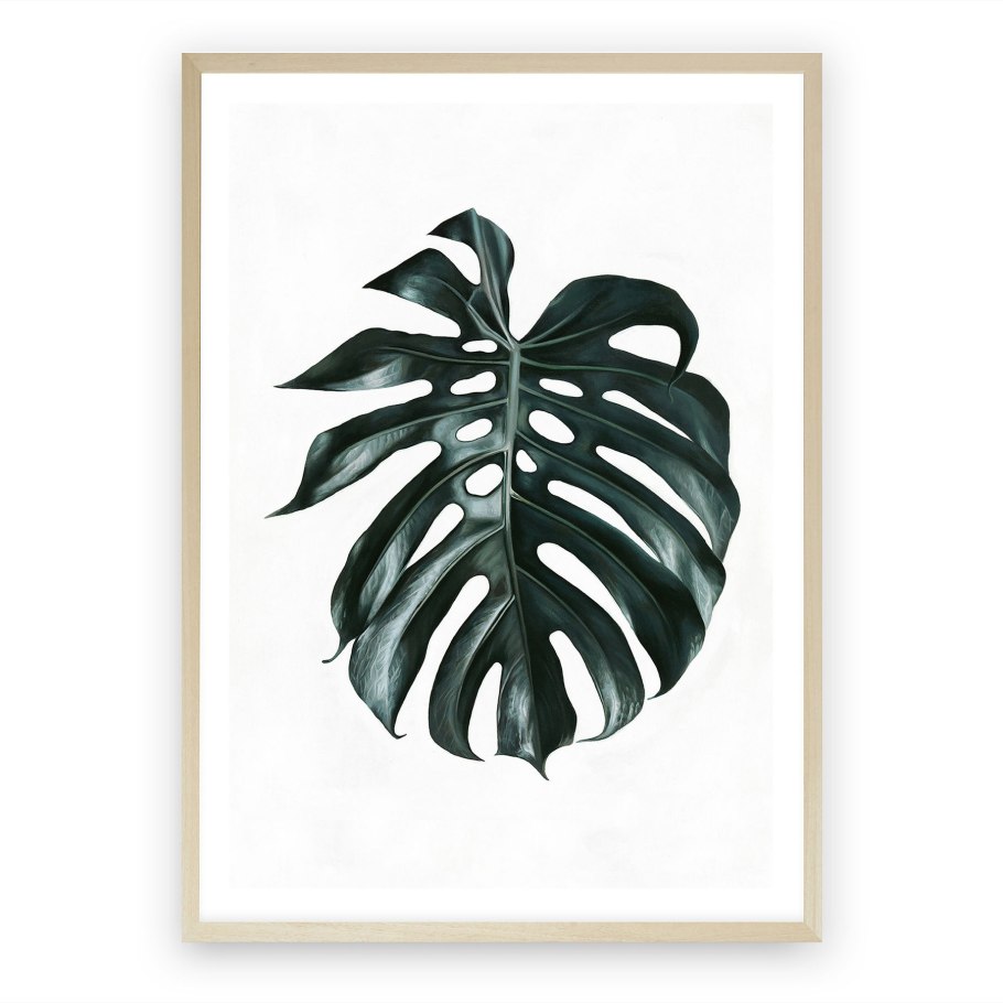 Монстера деликатесная «Вариегата