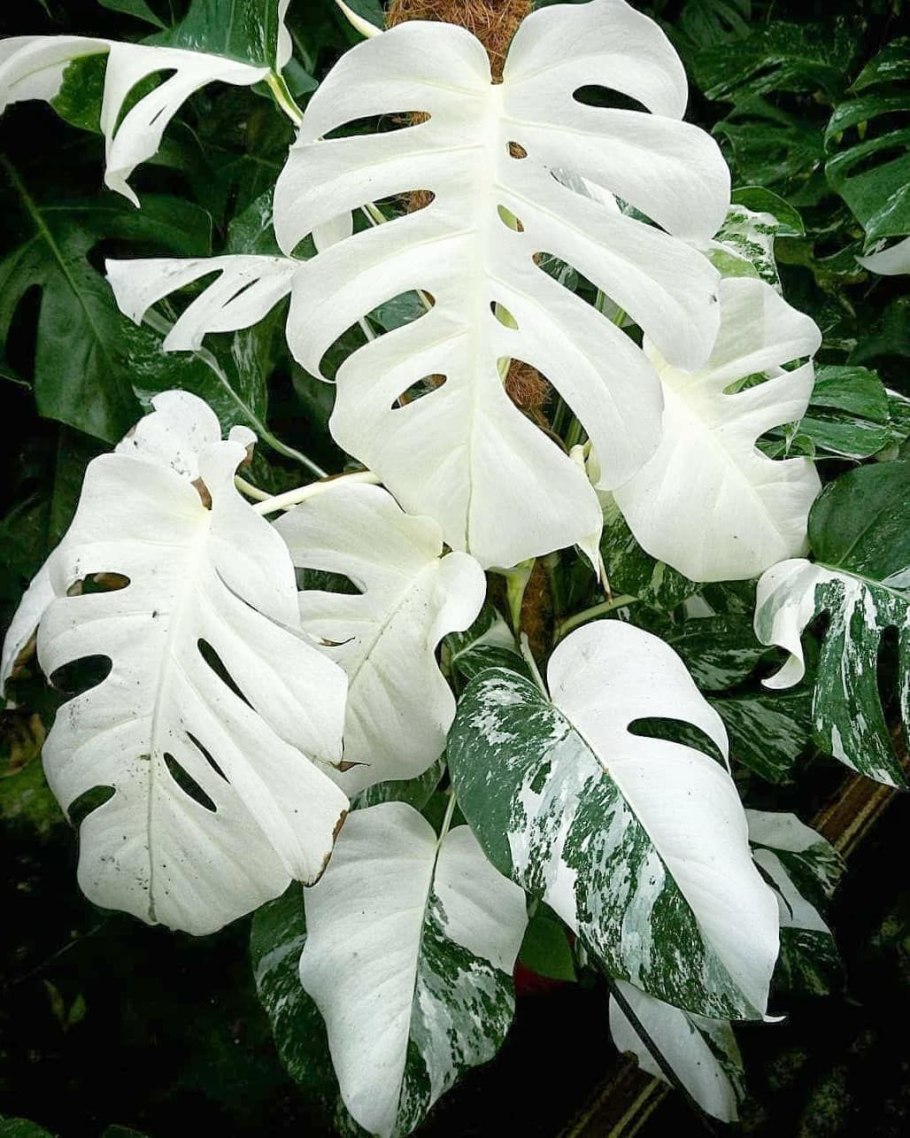 Monstera красная бархатная