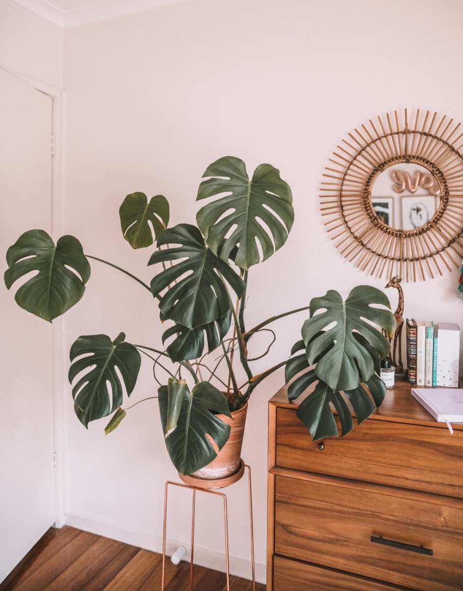 Монстера крупнолистная