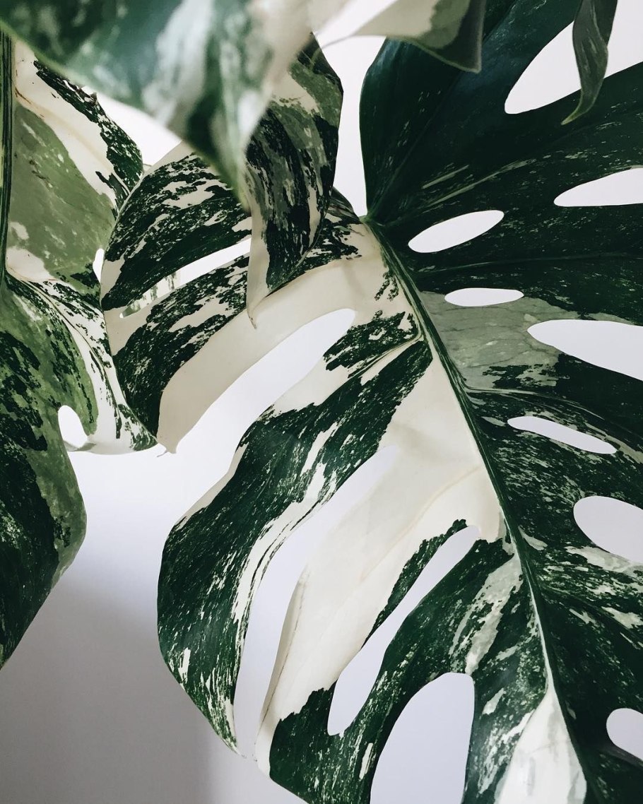 Monstera adansonii