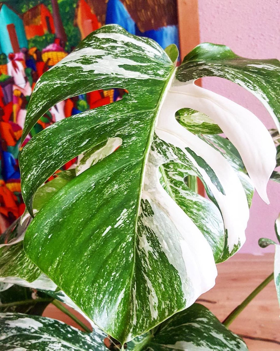 Лиана монстера Делициоза