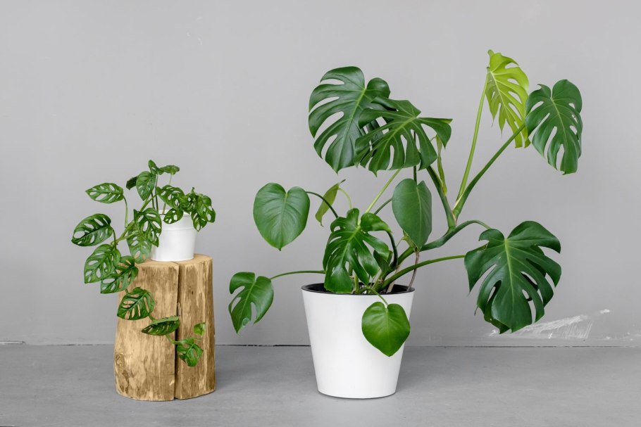 Монстера Делициоза (Monstera deliciosa)