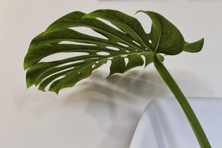 Филодендрон монстера