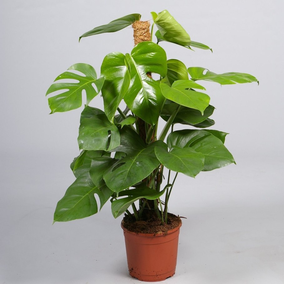 Монстера манки фото