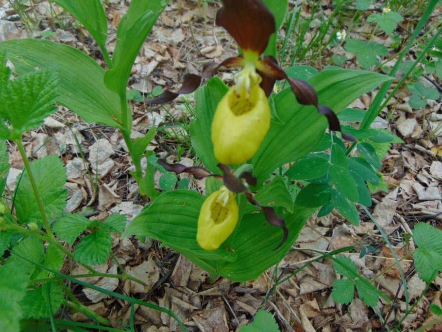 Венерин башмачок в Мордовии