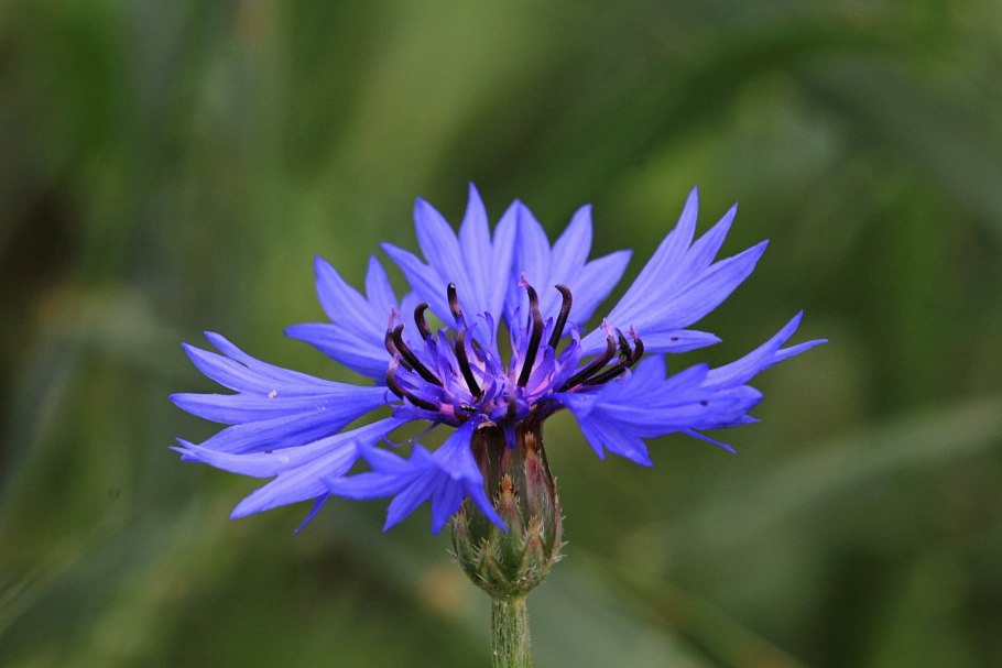 Василек Волошка