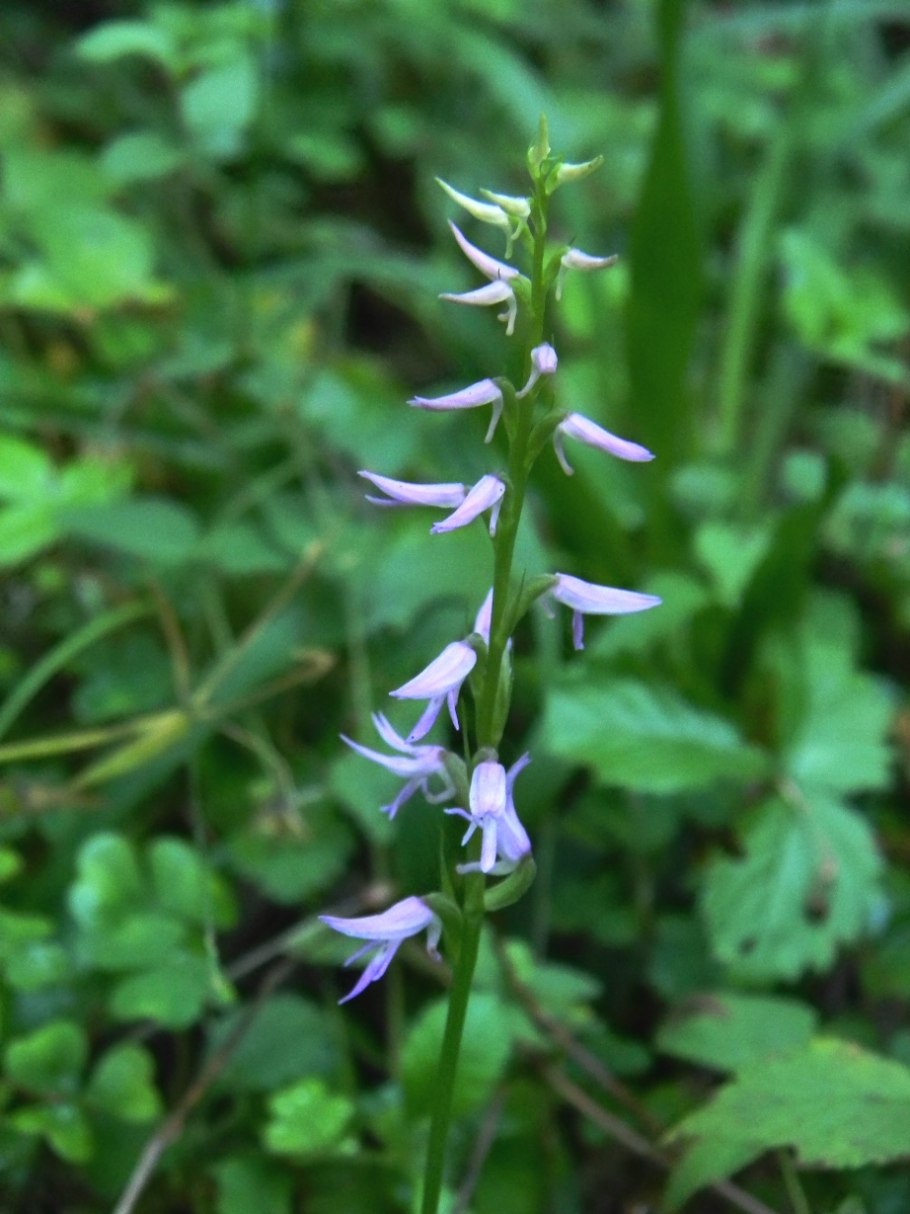 Неоттианта клобучковая красная книга